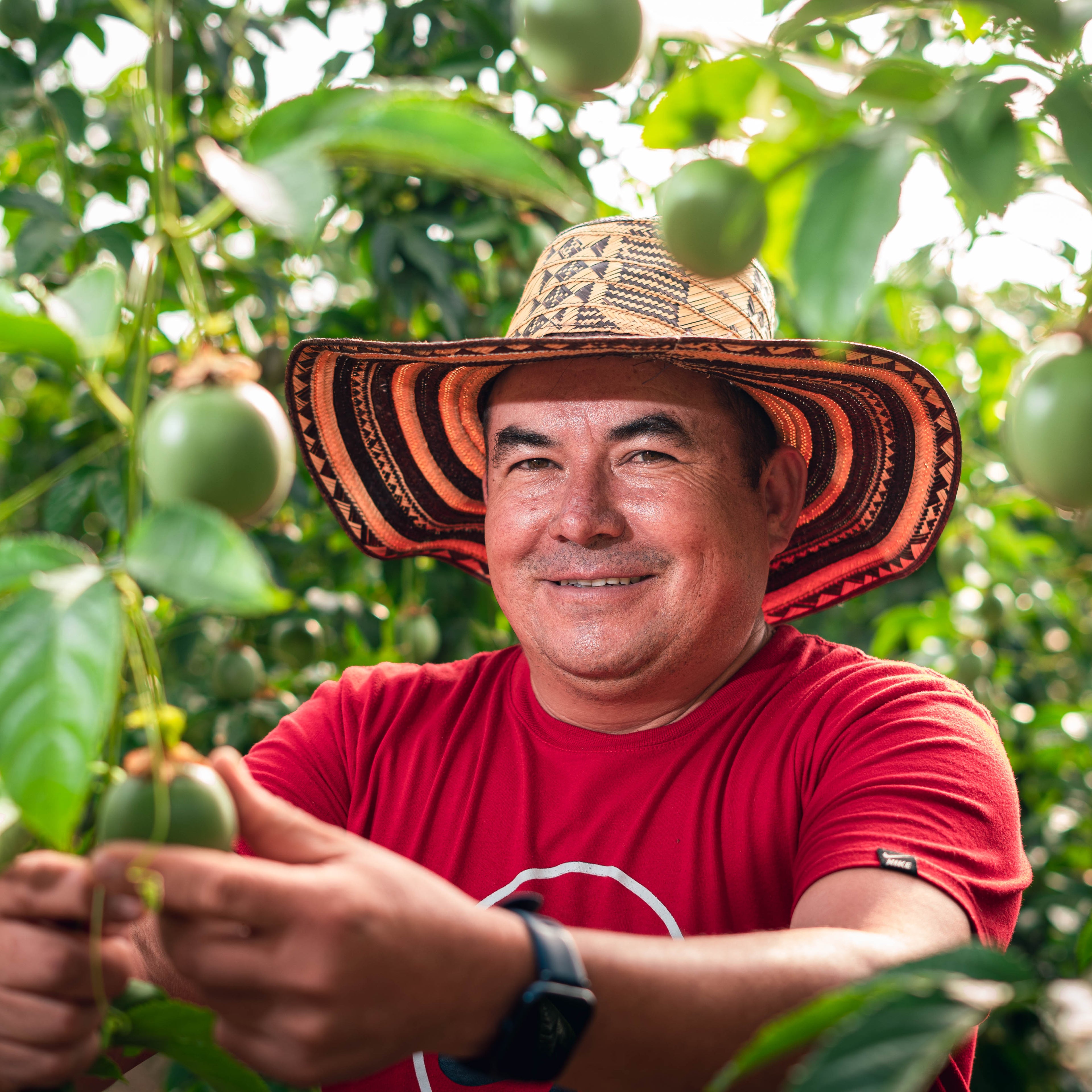 GULUPA FRUTA DE LA PASION