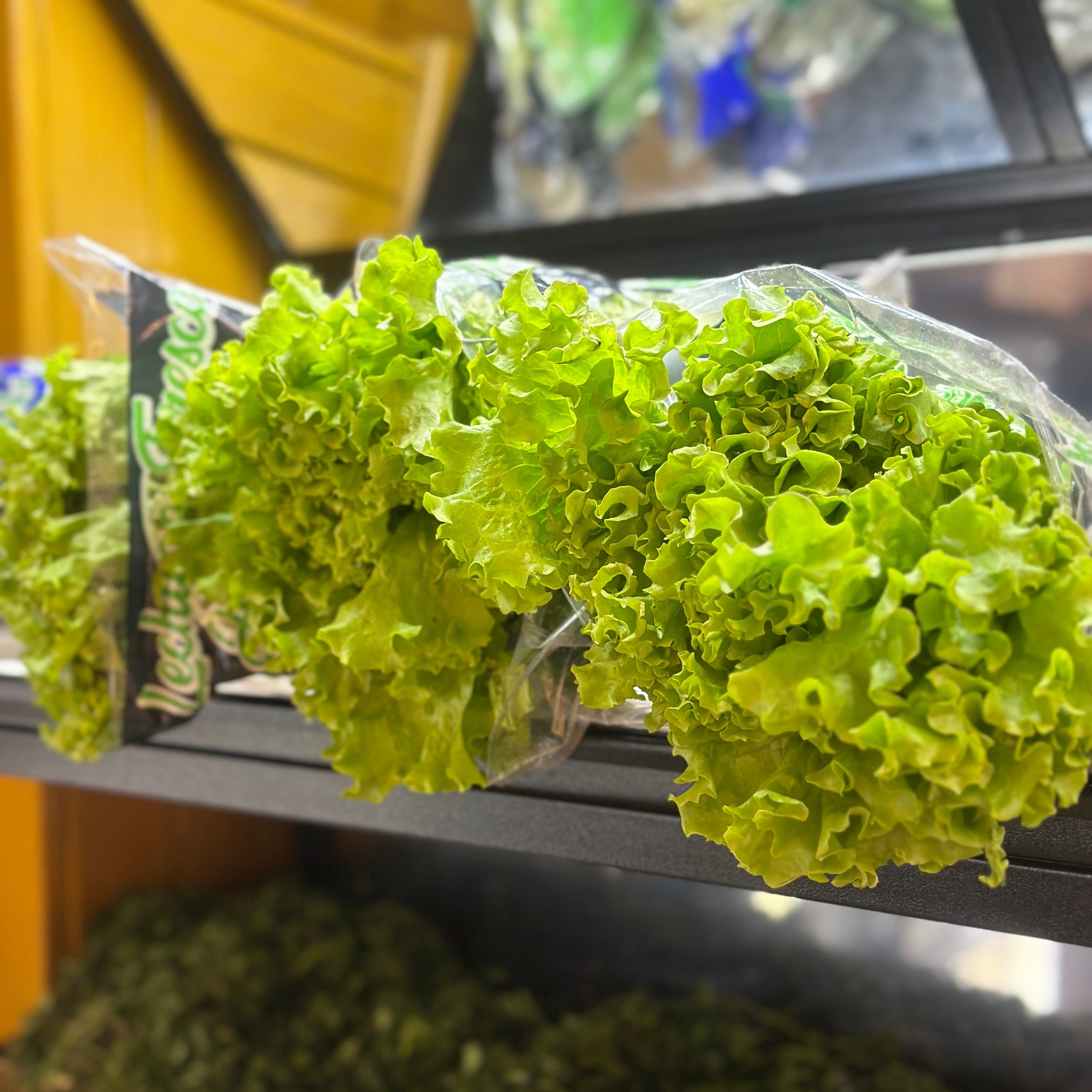 LECHUGA CRESPA