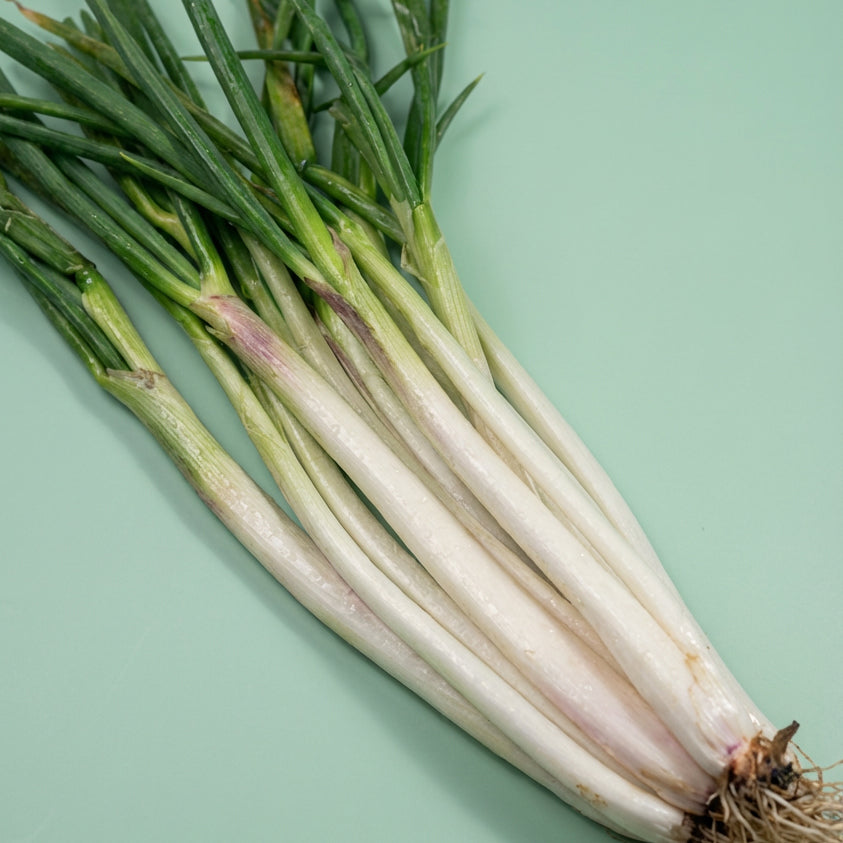Cebolla