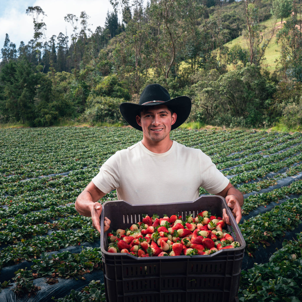 Fresas