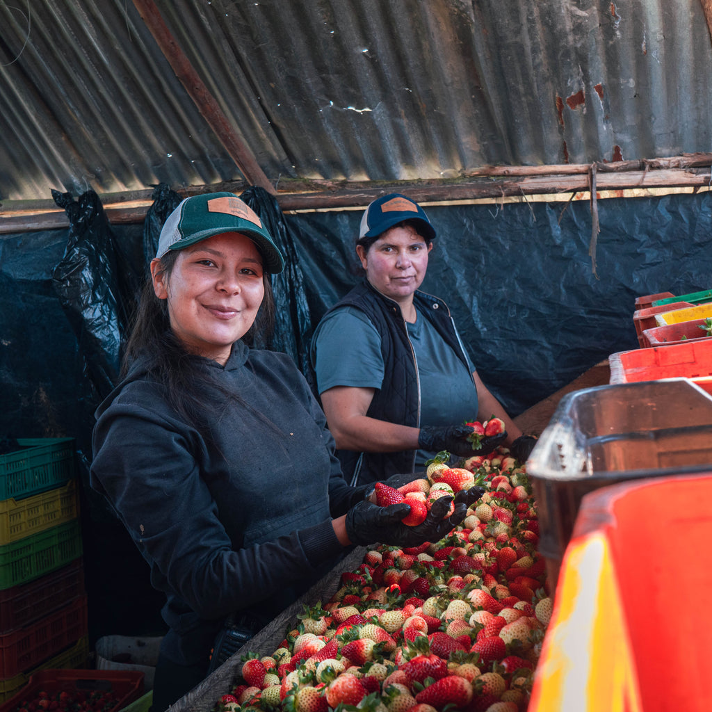 Fresas