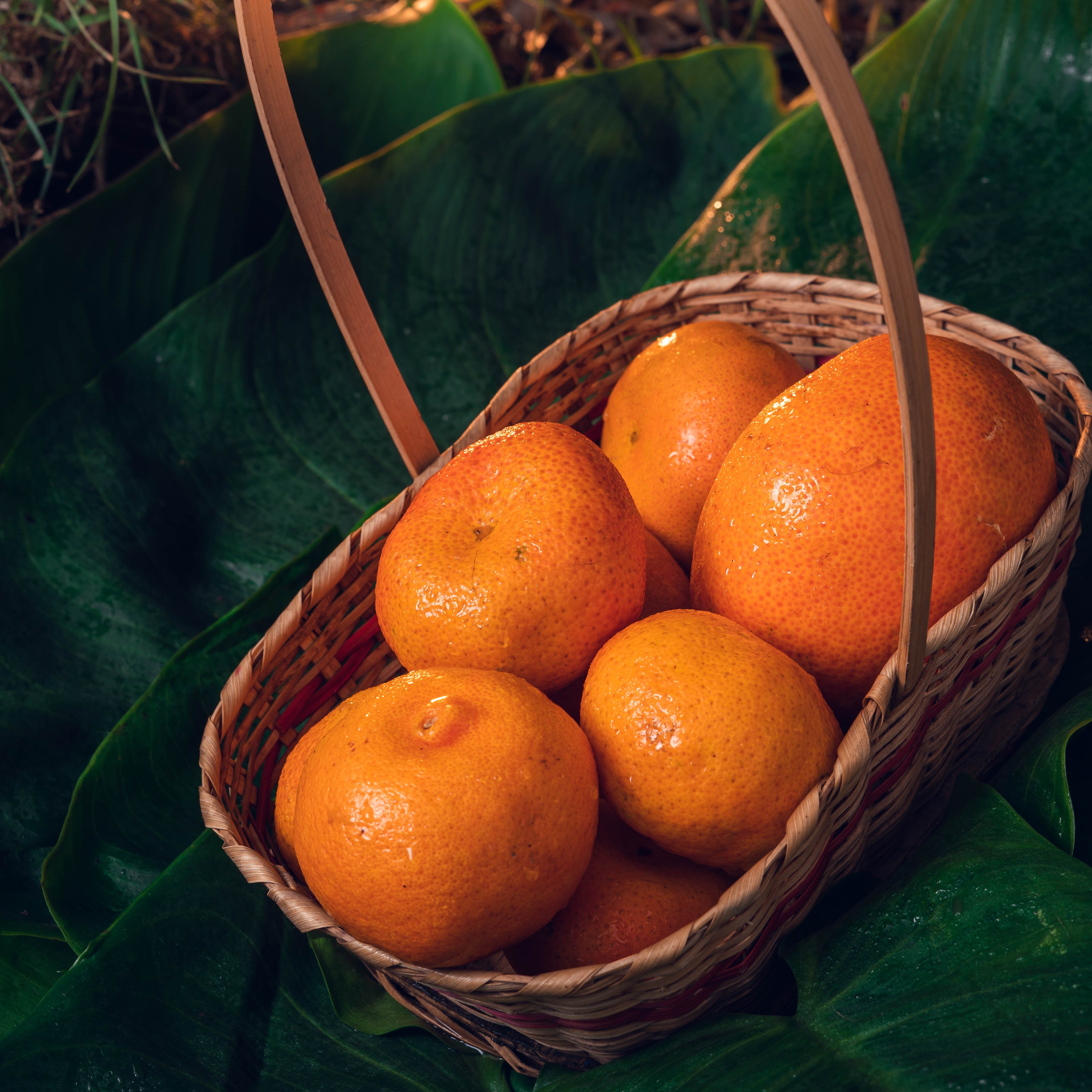 MANDARINA