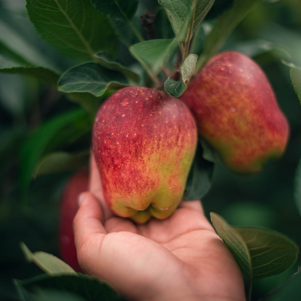 Manzana