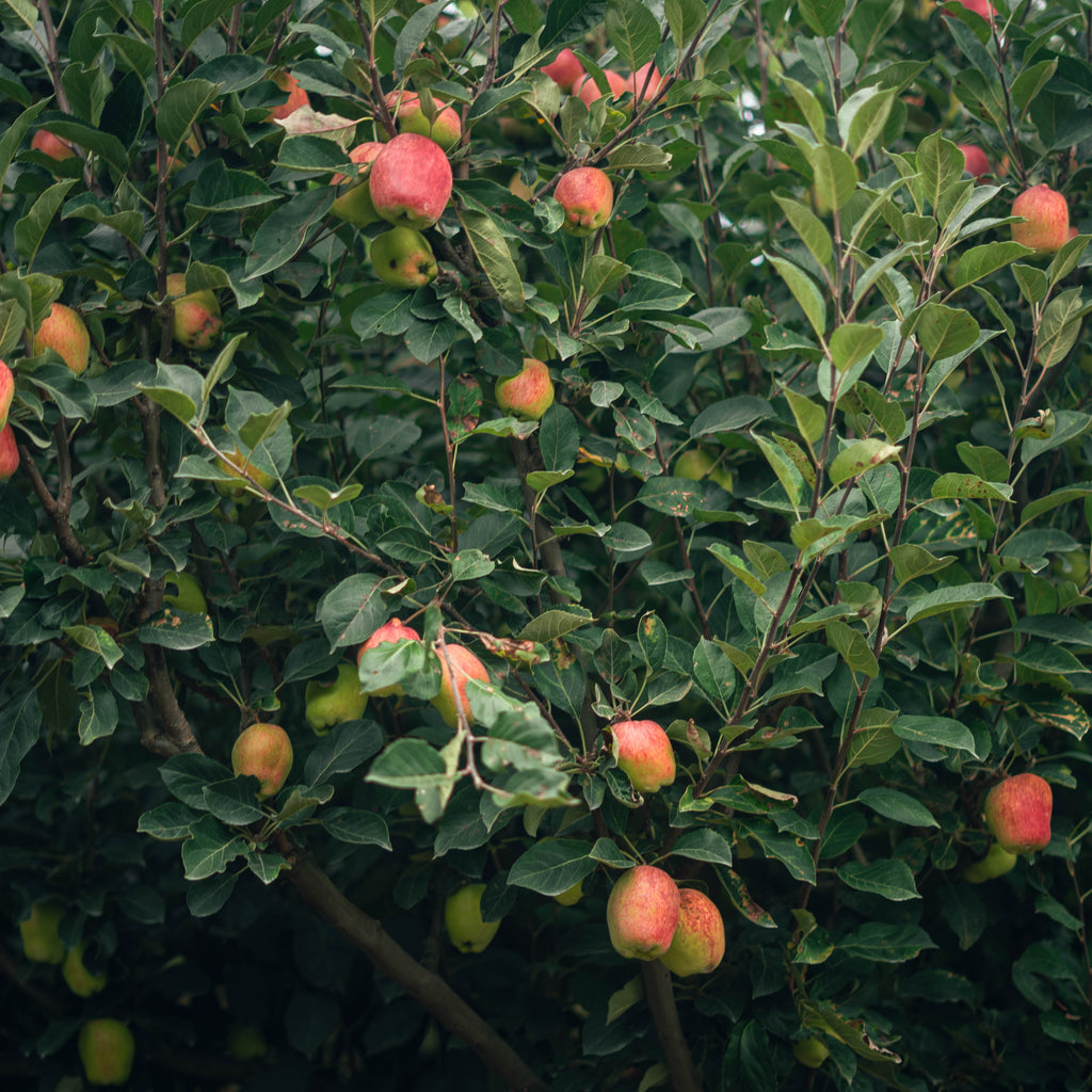 Manzana