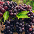 UVAS